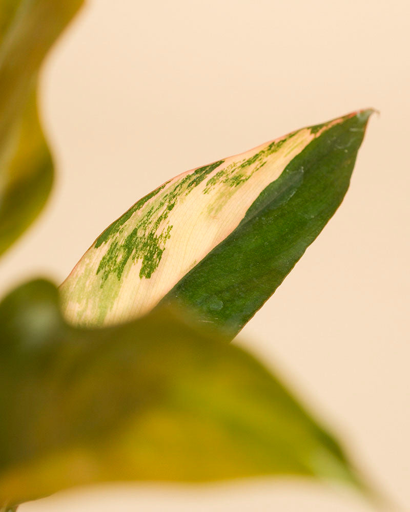 feey-philodendron-caramel-marble-rarit-t-zimmerpflanze image 2