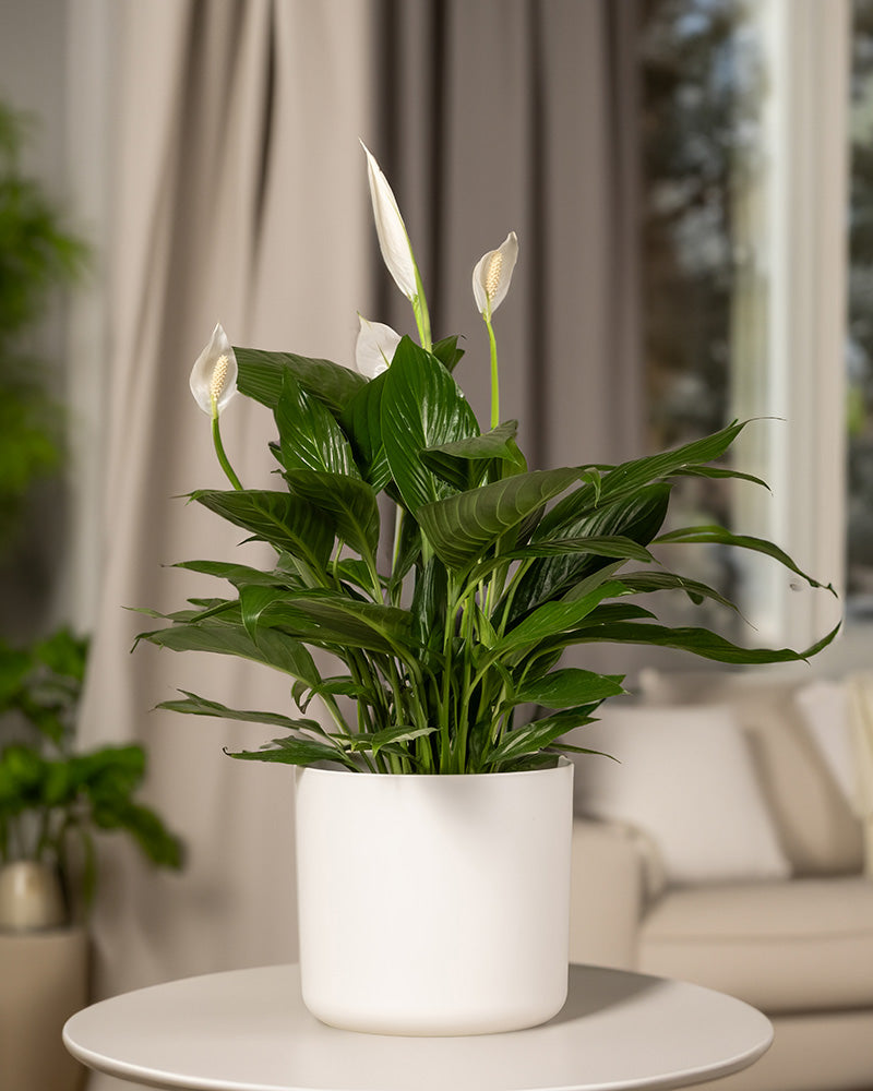 feey-gro-es-einblatt-spathiphyllum-wallisii-friedenslilie image 4