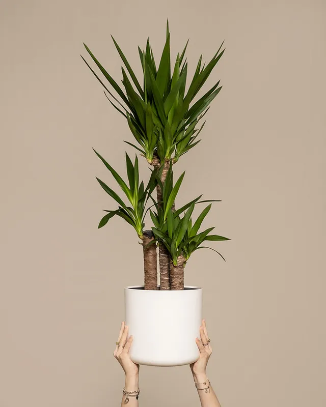 feey-gro-e-yucca-elephantipes-yucca-palme-xl-im-30-cm-topf image 1