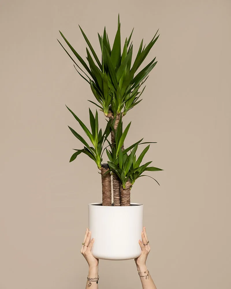 feey-gro-e-yucca-elephantipes-yucca-palme-xl-im-30-cm-topf image 1