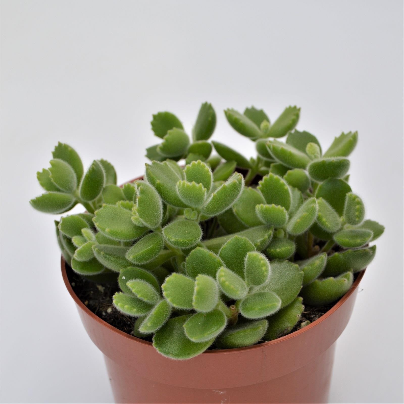 pasiora-cotyledon-tomentosa-b-rentatze-13cm image 2