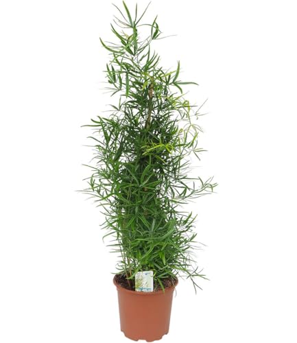 baldur-garten-asparagus-falcatus-pyramide-im-19-cm-topf-ca-80-cm image 4