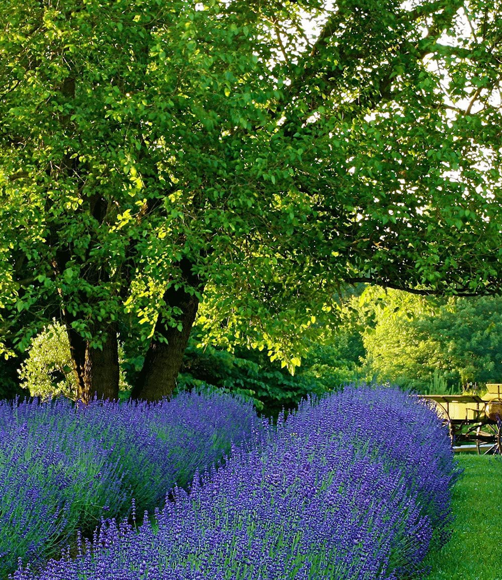 baldur-garten-lavendel-phenomenal-duftlavendel-3x-im-9x9-cm-topf image 6