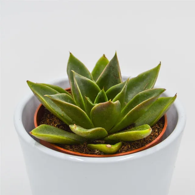 pasiora-echeveria-mexicana-sukkulente-8-5-cm-topf image 1
