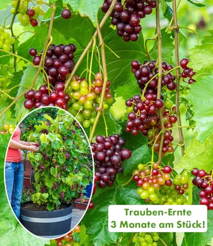 baldur-garten-immertragende-tafel-traube-razzmatazz-pflanze-im-14-cm-topf image 7