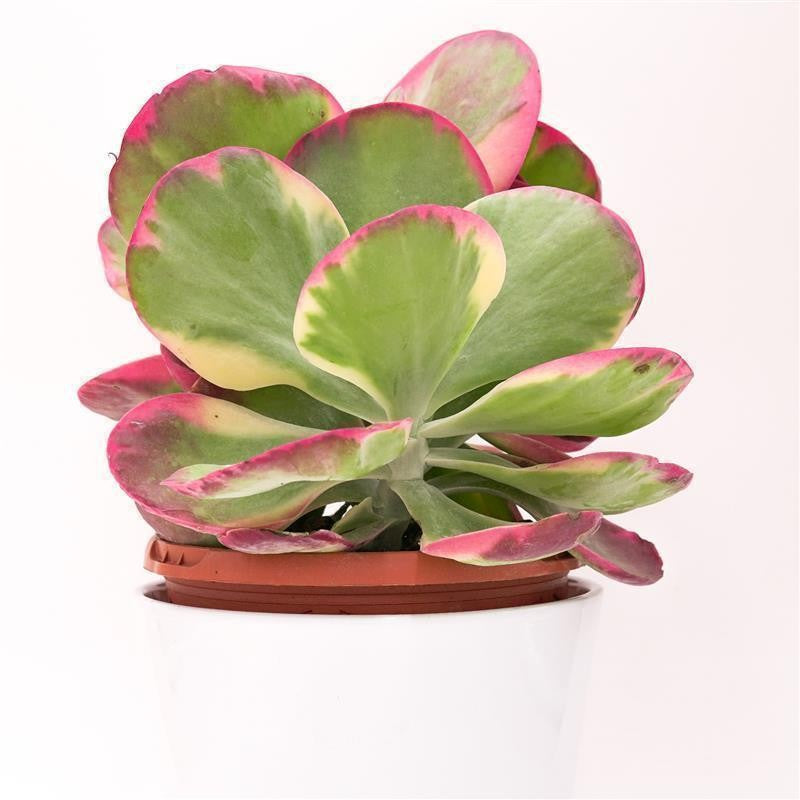 pasiora-kalanchoe-thyrsiflora-rainbow-sukkulente-17cm image 3