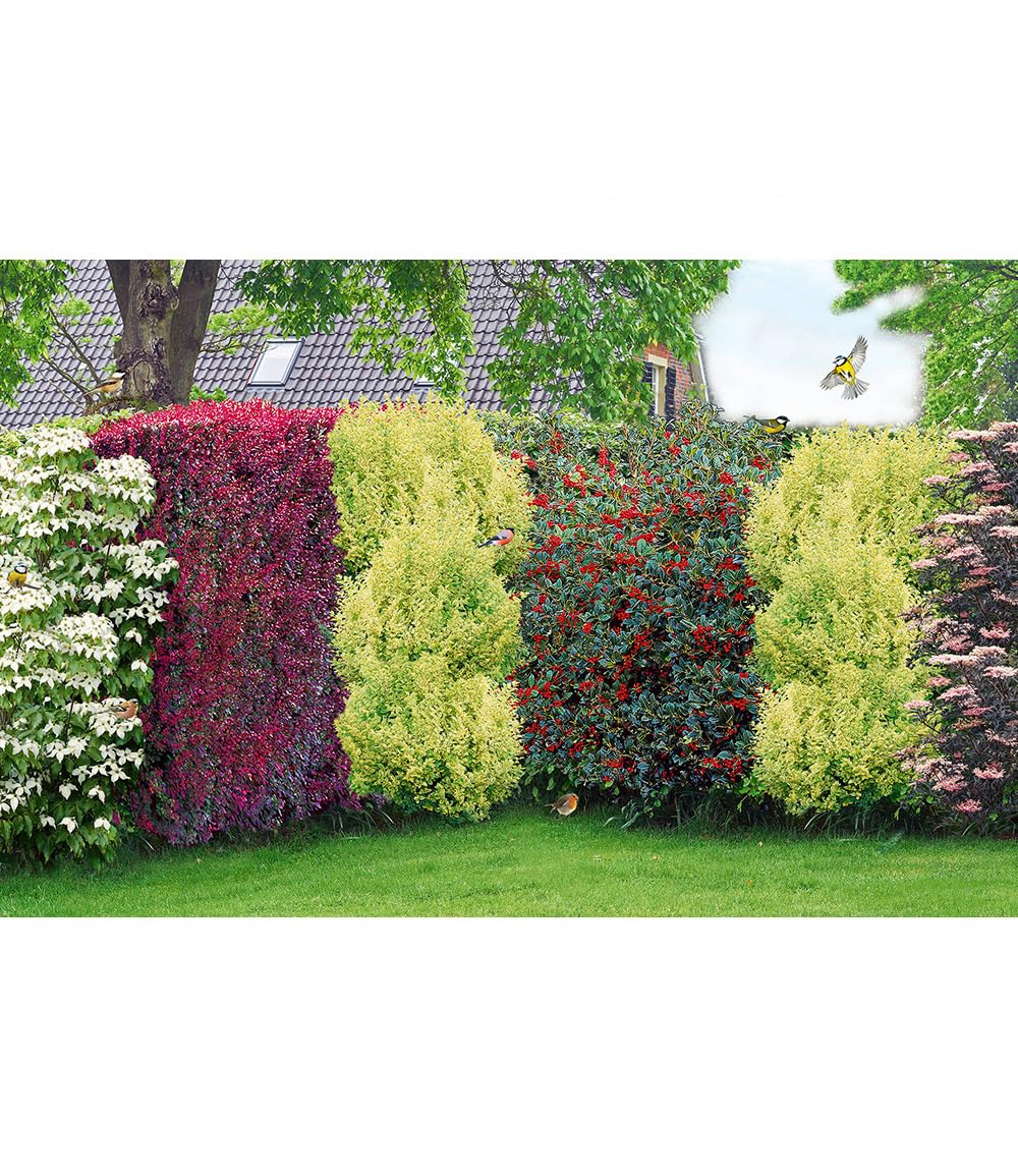 baldur-garten-vogelschutz-hecke-bird-lover-14er-set image 1