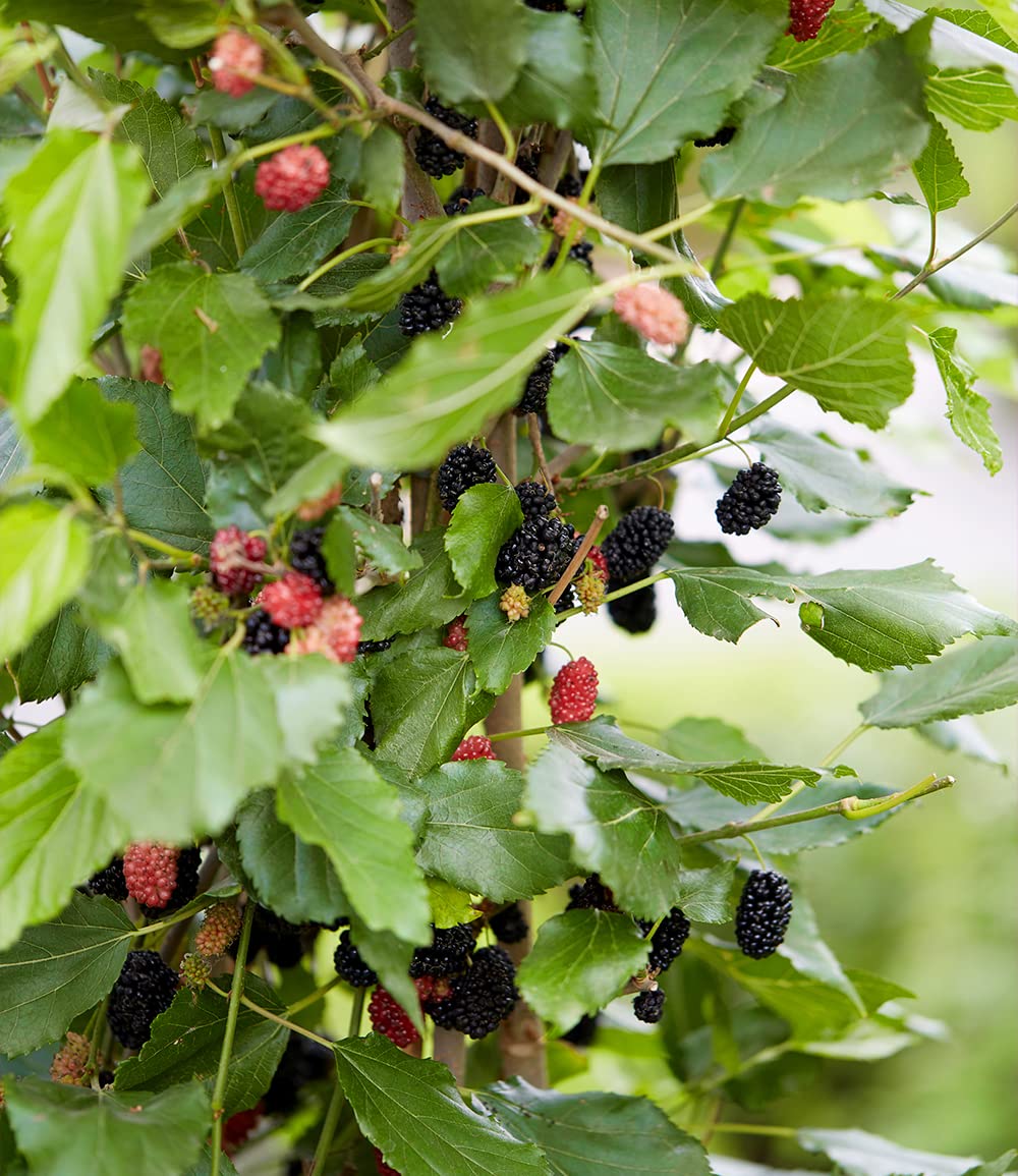 baldur-garten-maulbeere-bonbon-berry-pflanze-im-13-cm-topf image 7