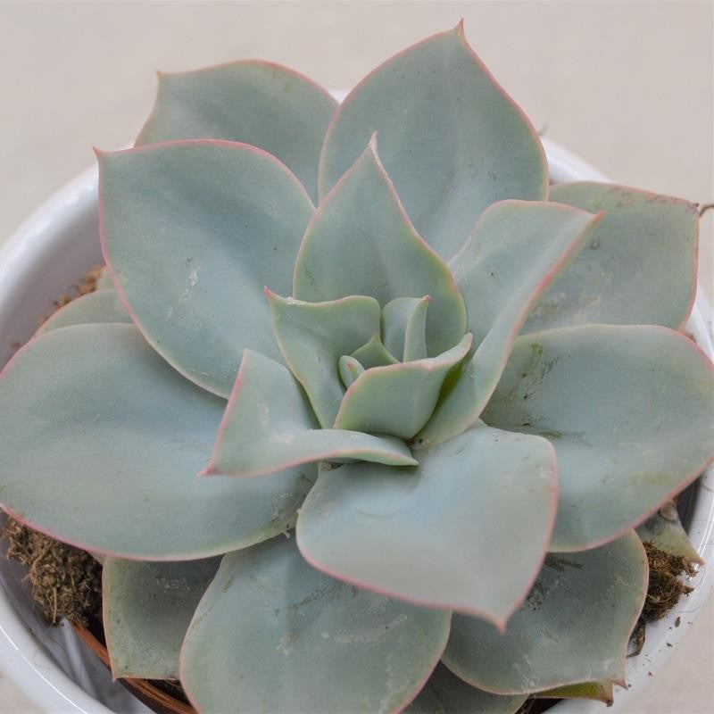 pasiora-echeveria-cansu-sukkulente-9-cm-topf image 1