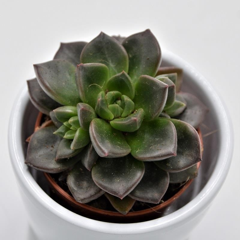 pasiora-x-sedeveria-testar-sukkulente-im-5-5cm-topf image 1