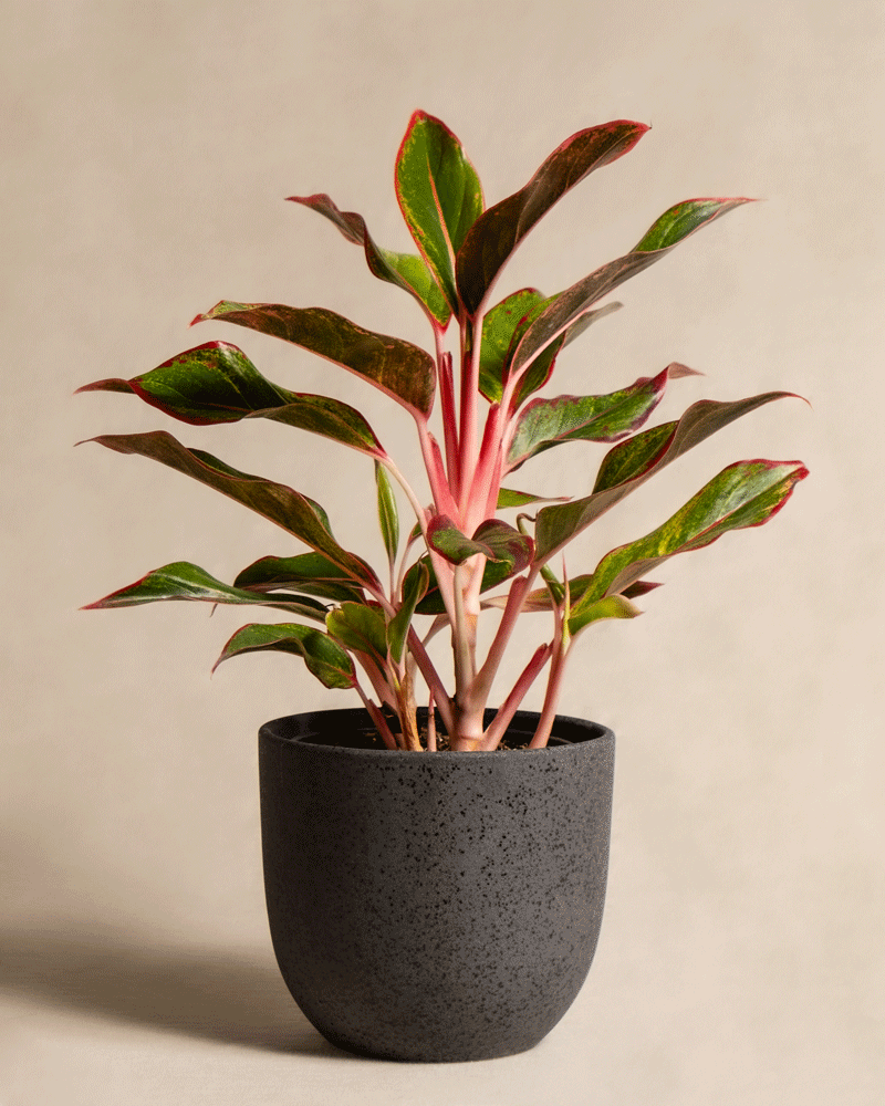 feey-aglaonema-jungle-red-kolbenfaden-mit-roten-bl-ttern-klein image 7