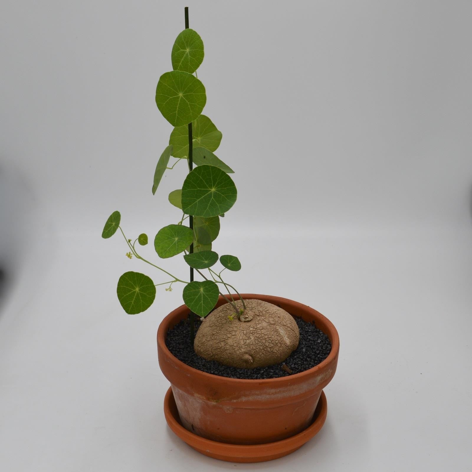 pasiora-stephania-erecta-caudexpflanze-17cm-im-tontopf image 1
