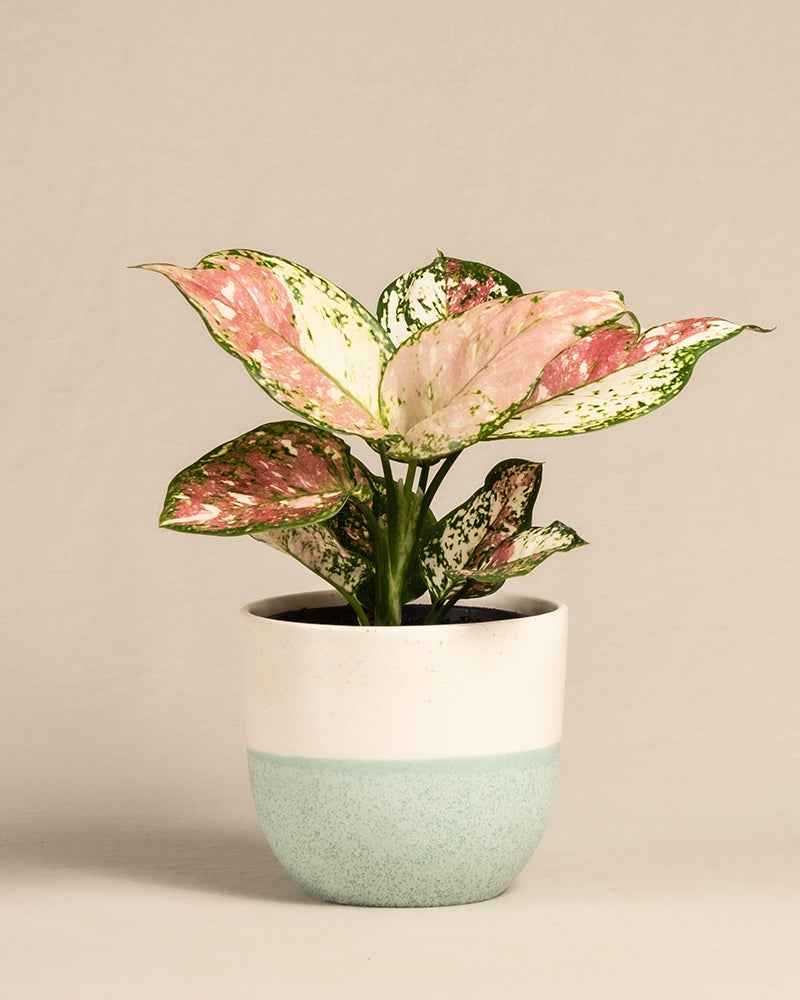 feey-aglaonema-jazzy-red-kolbenfaden-zimmerpflanze-klein image 5