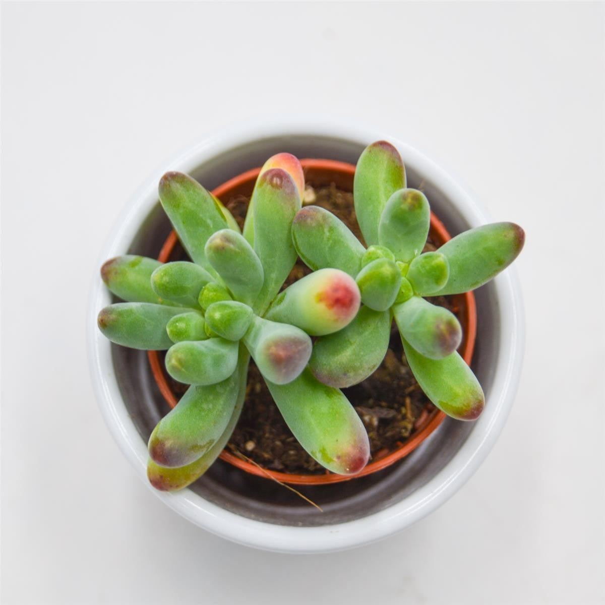 pasiora-sedum-weisneus-5-5-cm-sukkulente image 3