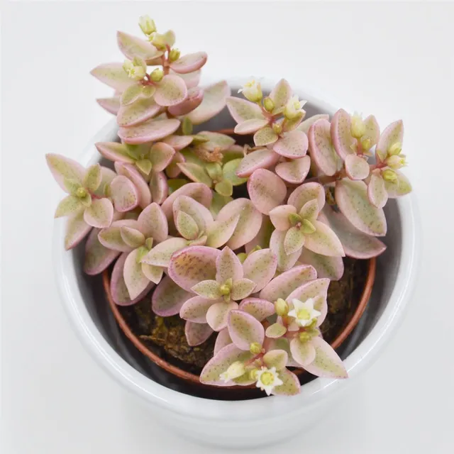 pasiora-crassula-albomarginalis-mini-kitty-sukkulente-5-5cm image 1