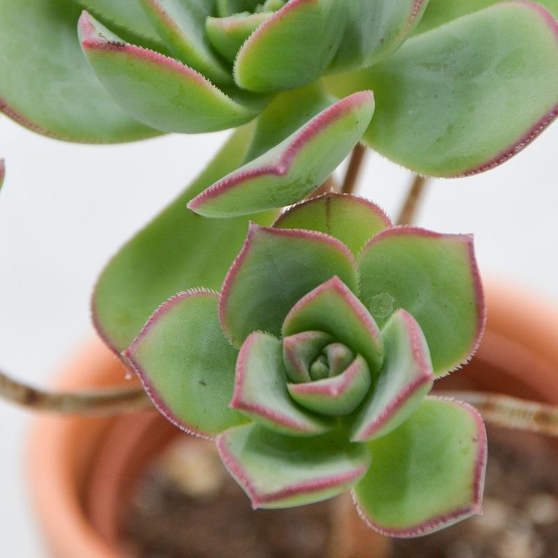 pasiora-aeonium-haworthii-pinwheel-sukkulente-6-cm-topf image 2