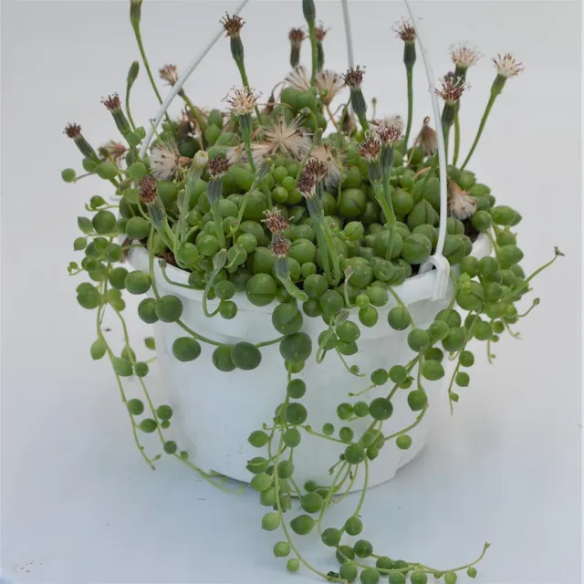 pasiora-senecio-rowleyanus-ampel-15cm-erbsenpflanze image 1