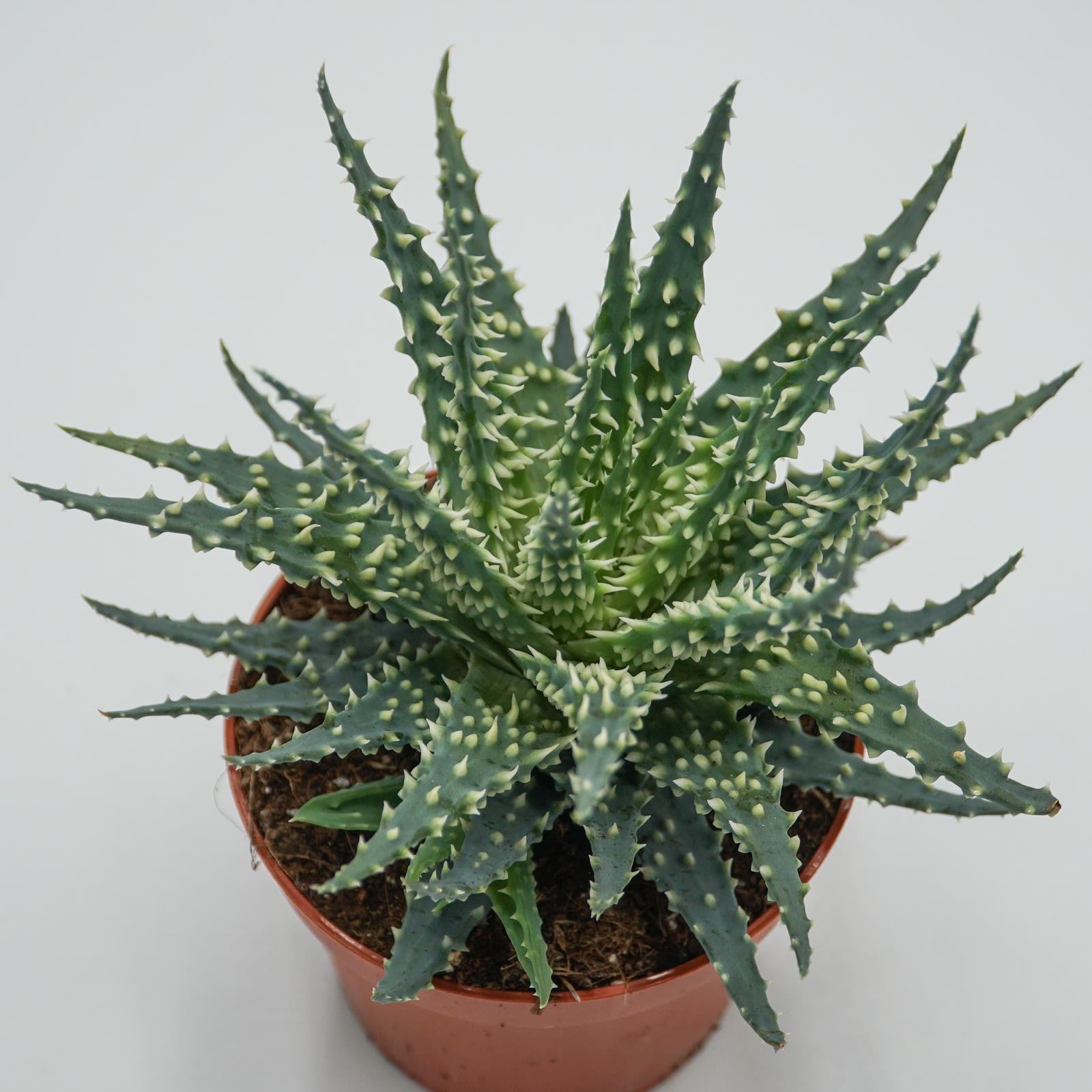 pasiora-aloe-safari-sukkulente-10-5cm-topf image 1
