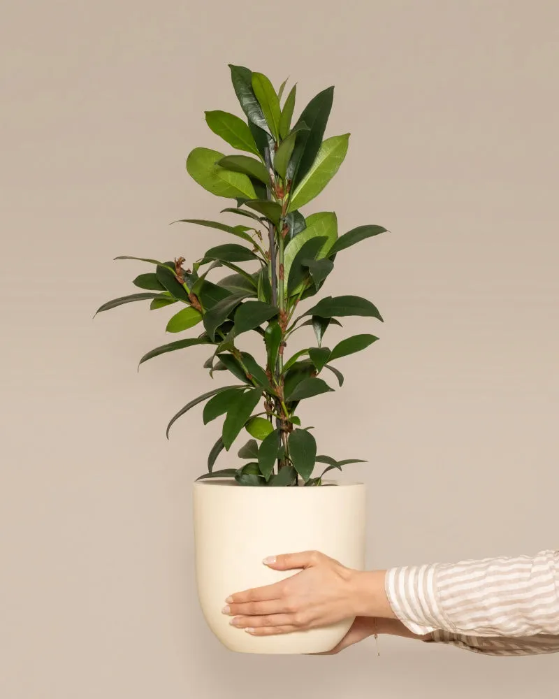 feey-afrikanischer-feigenbaum-ficus-cyathistipula-zimmerbaum image 1