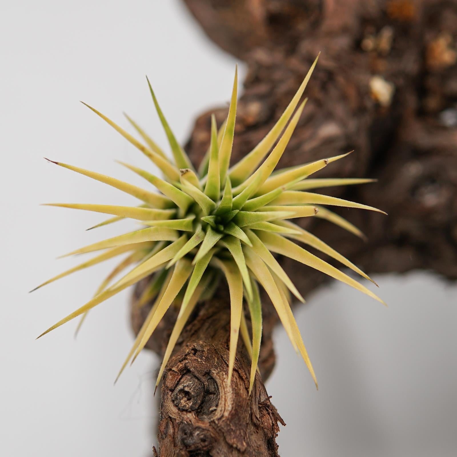 pasiora-tillandsia-ionantha-druid-luftpflanze image 2