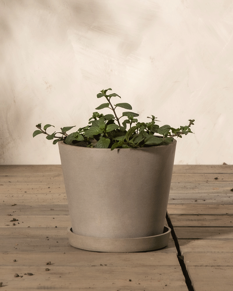 feey-schoko-minze-kr-uterpflanze image 4