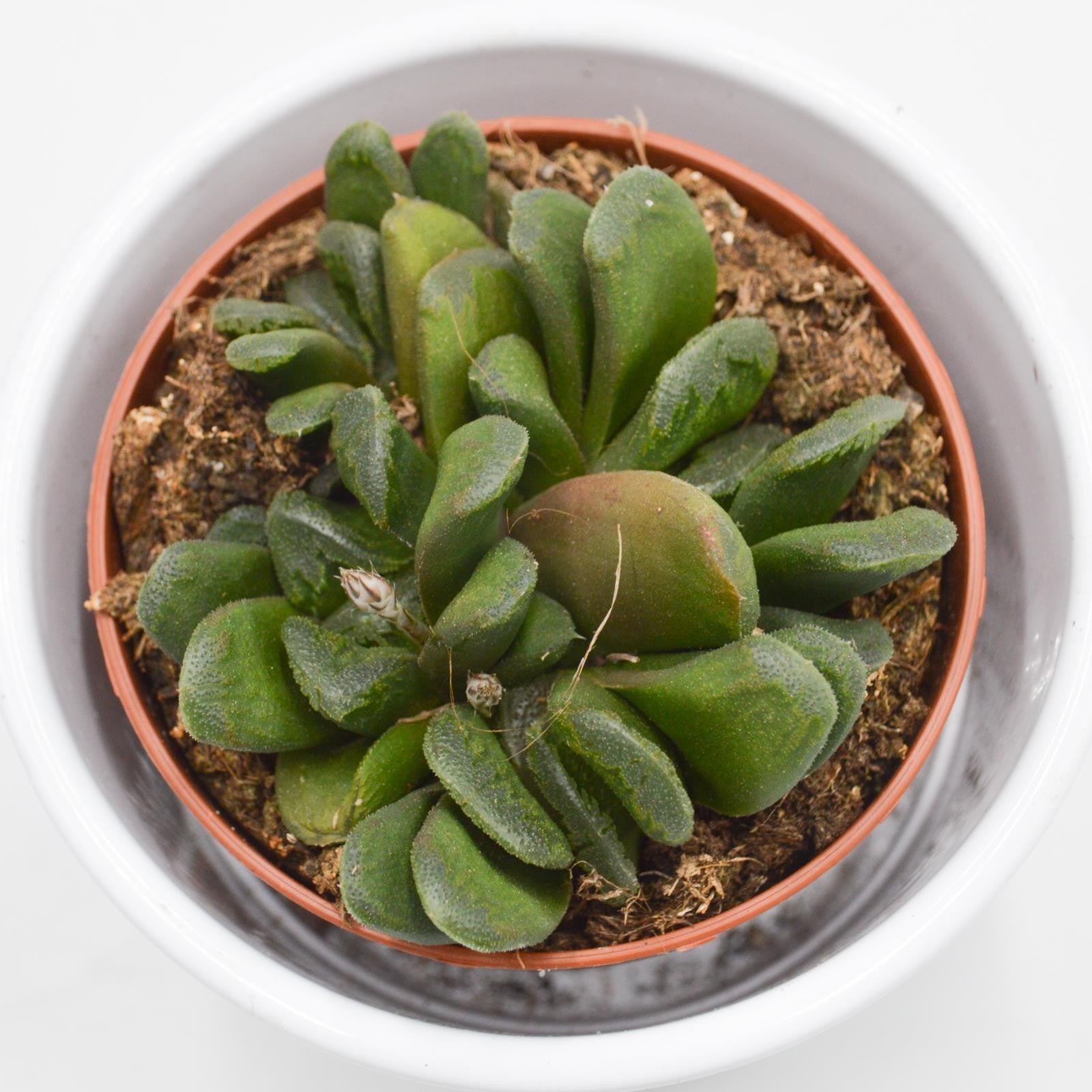 pasiora-haworthia-maughanii-x-truncata-sukkulente-8-5cm image 2