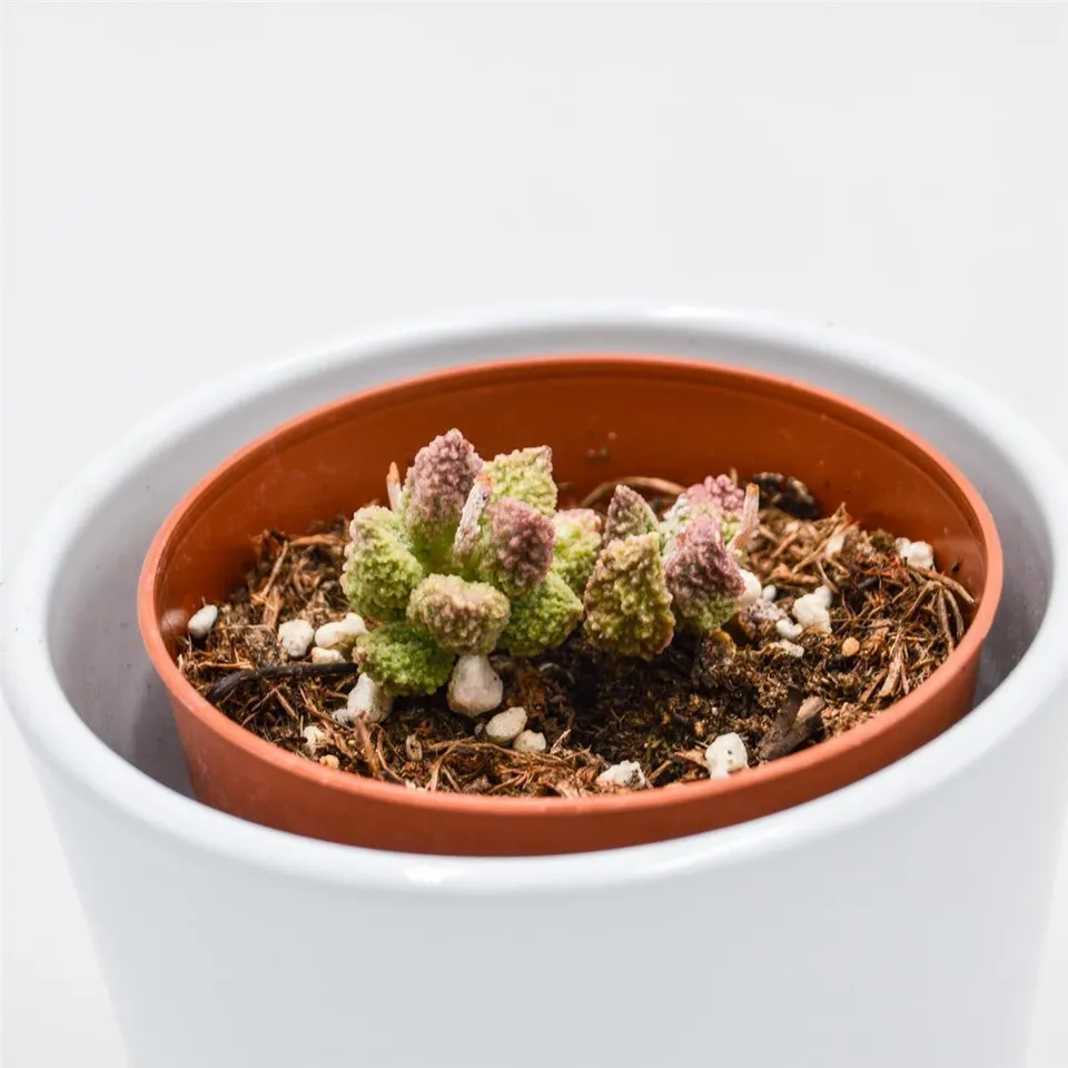 pasiora-adromischus-marianiae-pink-coral-sukkulente-8-5cm image 1