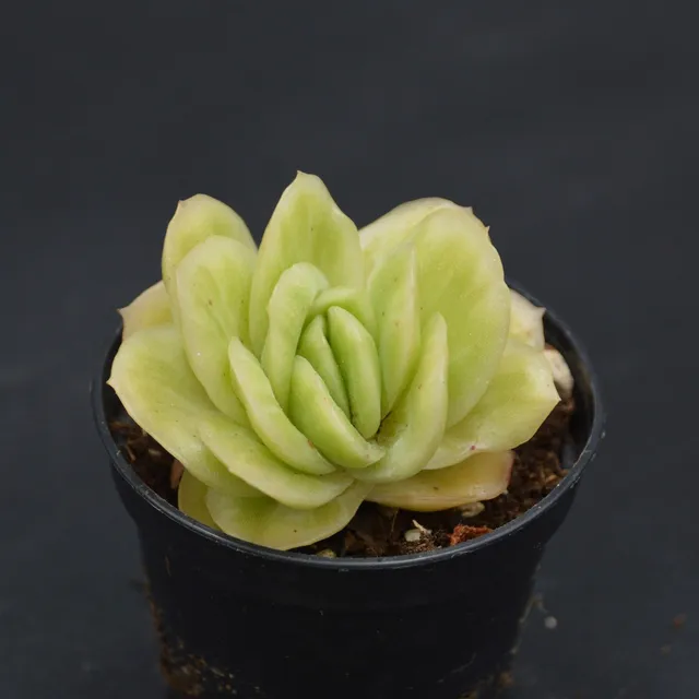 pasiora-graptoveria-lovely-rose-f-variegata-sukkulente-einzelst-ck image 1