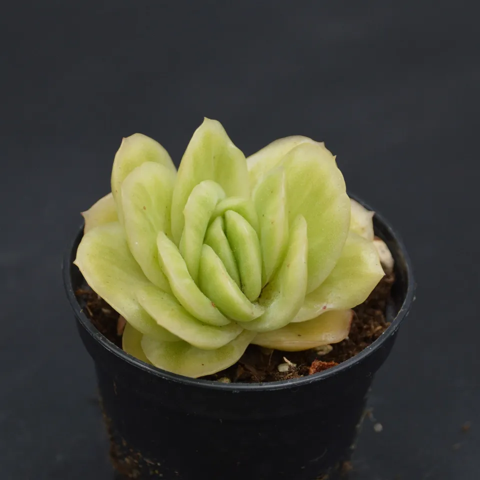 pasiora-graptoveria-lovely-rose-f-variegata-sukkulente-einzelst-ck image 1