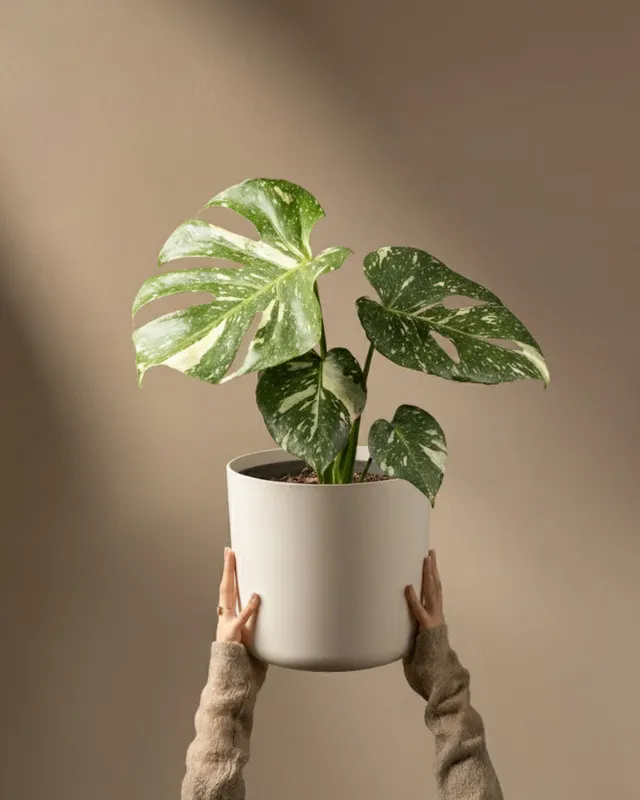 feey-monstera-deliciosa-thai-constellation-rarit-t-zimmerpflanze-im-14er-topf image 1