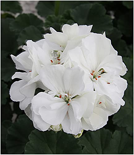 baldur-garten-balkon-geranie-moonlight-sailing-3-pflanzen-pelargonium-zonale image 5