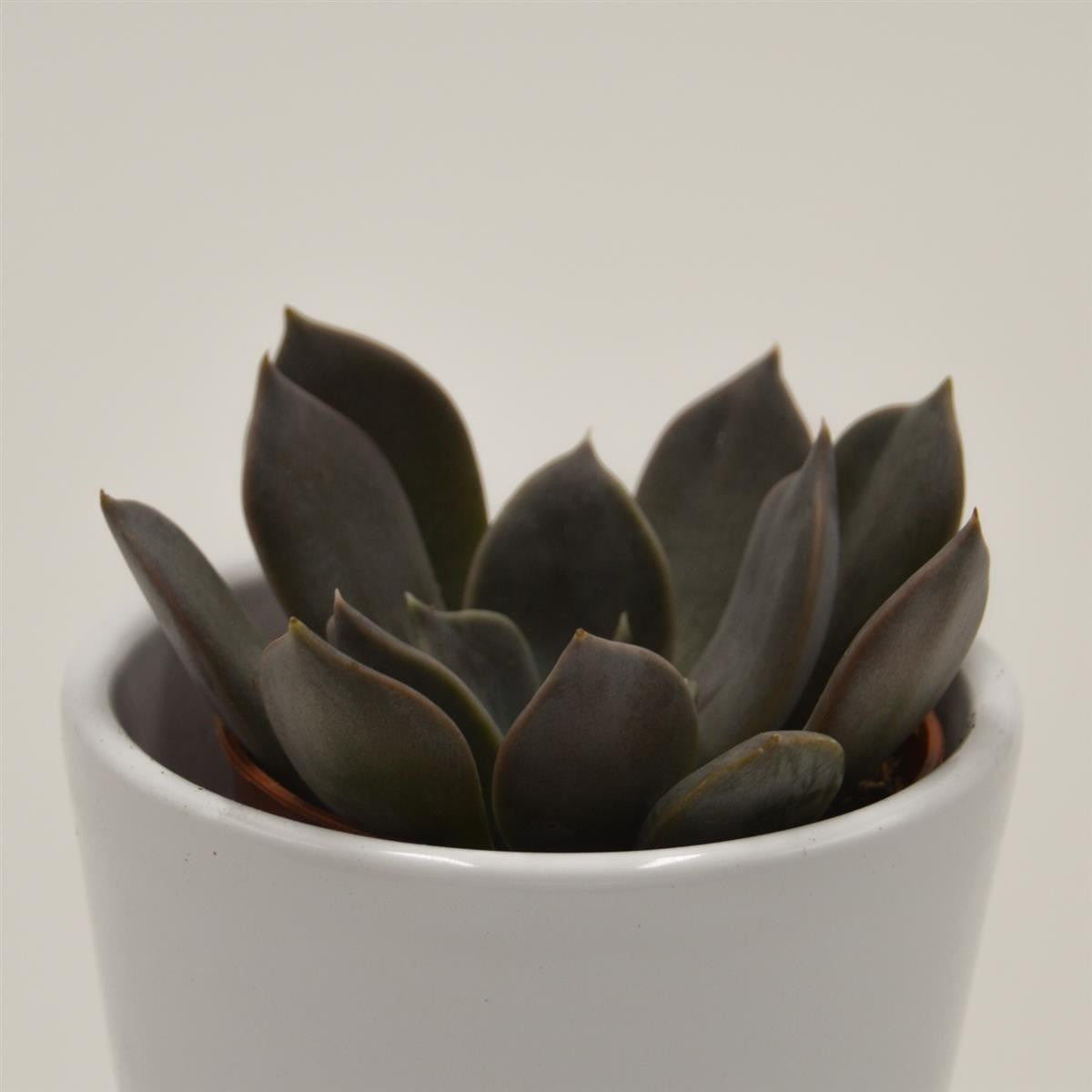 pasiora-echeveria-joost-sukkulente-5-5-cm-topf image 2
