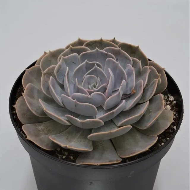 pasiora-echeveria-pollux-echeverie-18cm-topf image 1