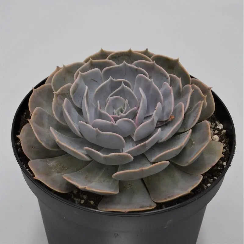 pasiora-echeveria-pollux-echeverie-18cm-topf image 1