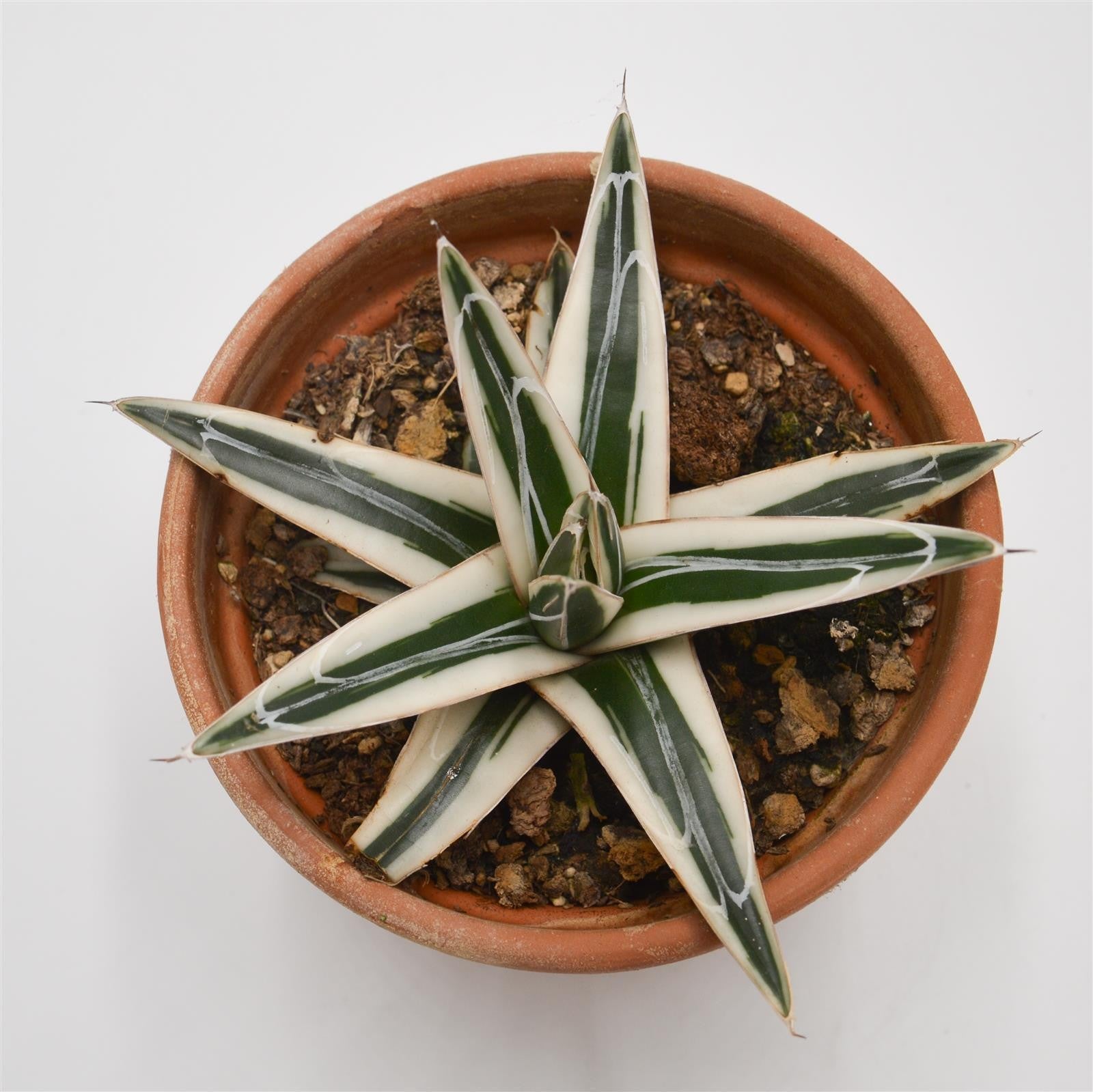 pasiora-agave-victoriae-reginae-white-rhino-sukkulente-13cm-im-tontopf image 2
