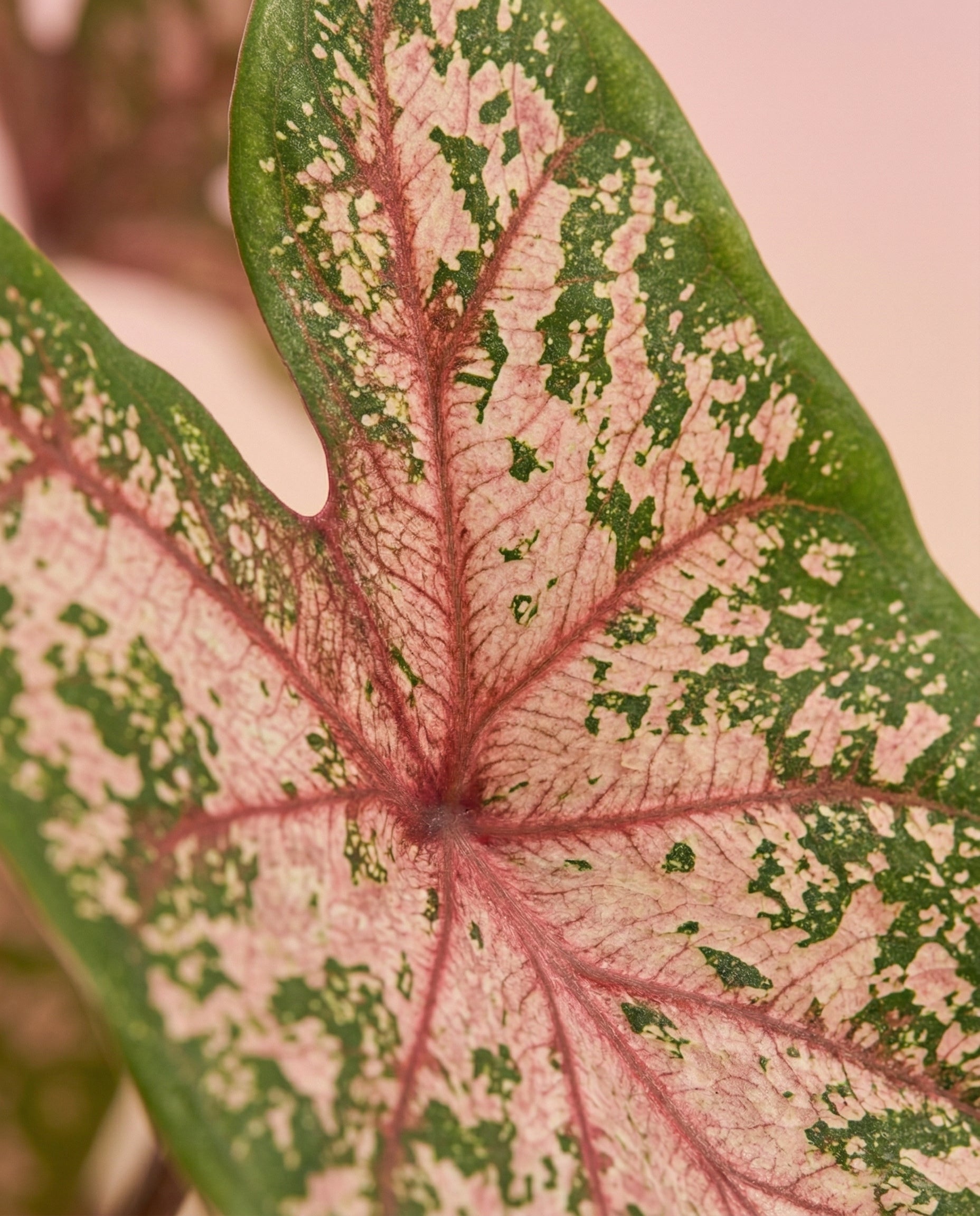 feey-caladium-carolyn-whorton-zimmerpflanze-mit-rosa-gr-nen-bl-ttern image 8
