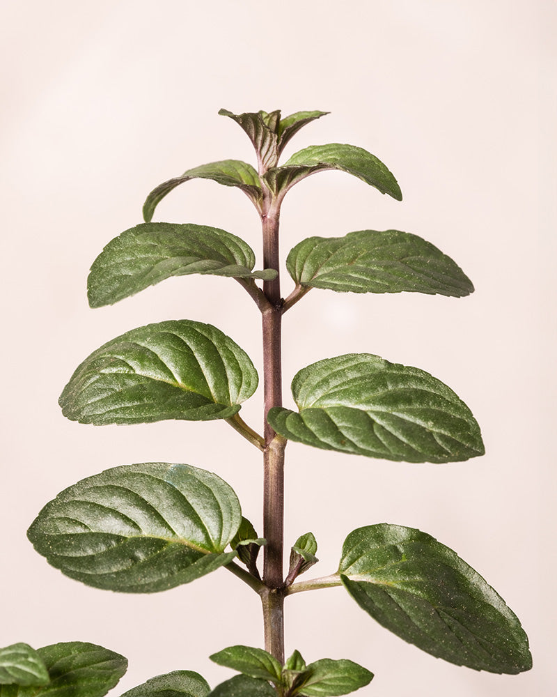 feey-schoko-minze-kr-uterpflanze image 5
