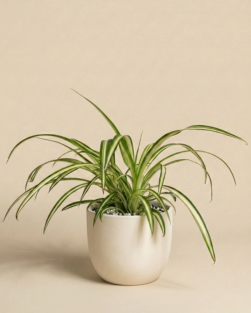feey-gr-nlilie-chlorophytum-comosum image 5