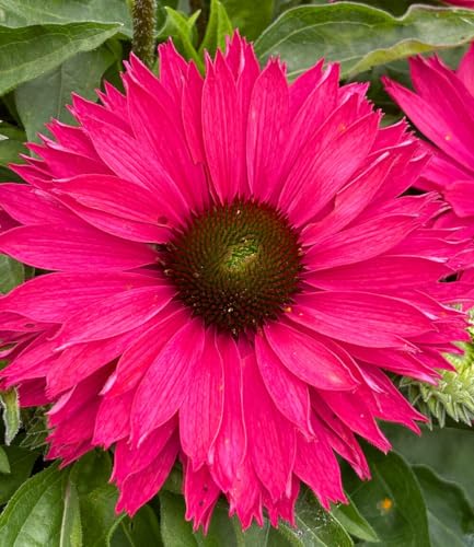 baldur-garten-echinacea-sunseekers-sweet-fuchsia-9x9-cm-topf image 5