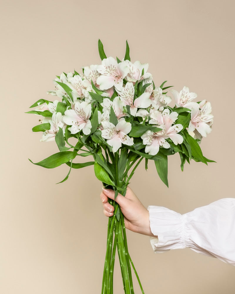 feey-alstroemeria-wei-schnittblumen image 3