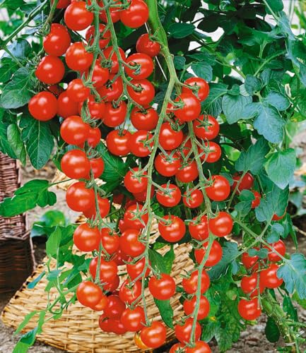 baldur-garten-kirsch-tomate-rubylicious-f1-veredelt-6x-im-10-5-cm-topf image 3