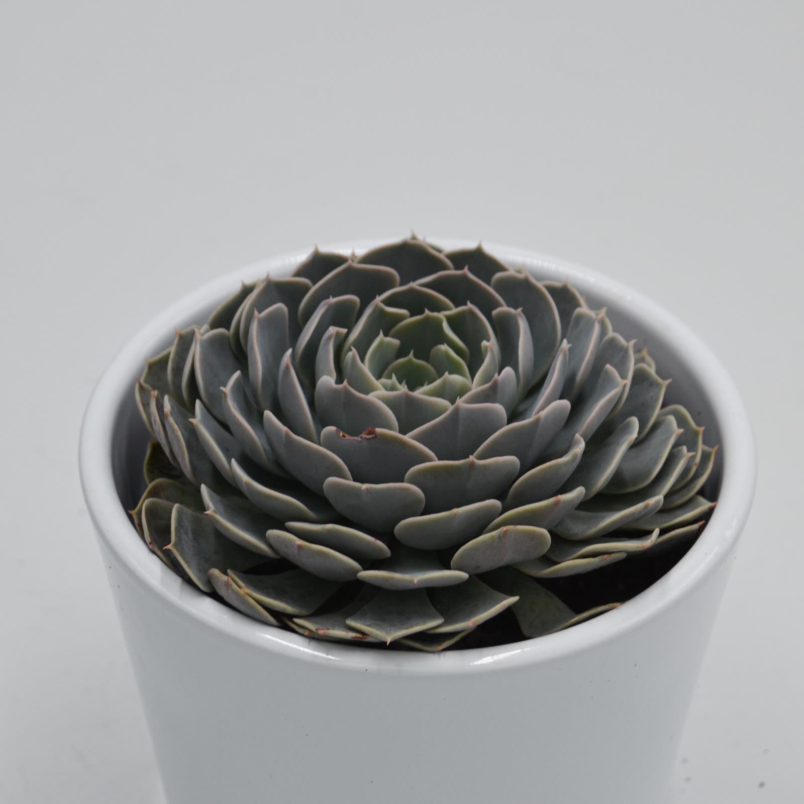 pasiora-echeveria-wavellite-echeverie-9cm-topf image 1