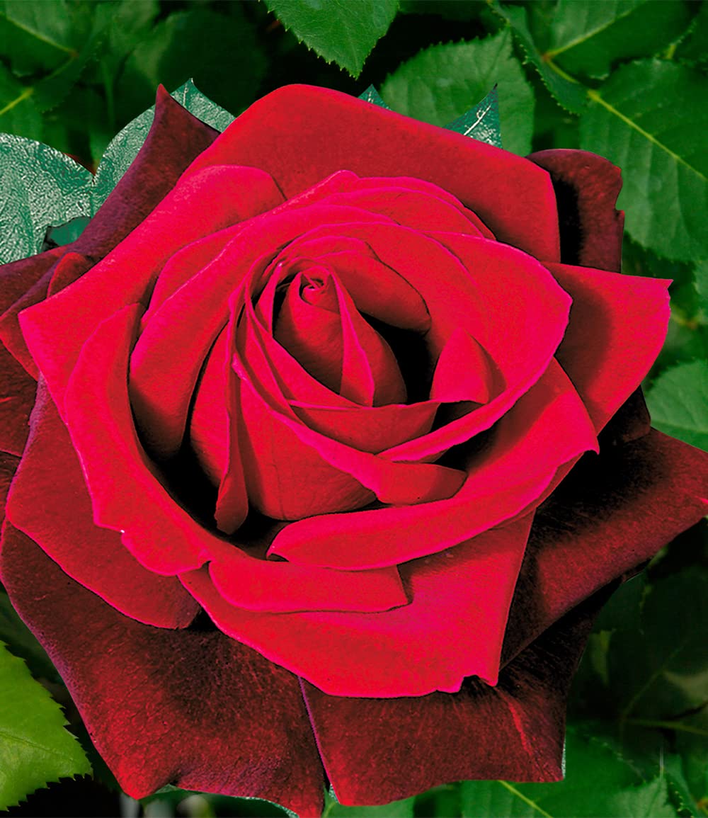 baldur-garten-kollektion-parfum-rosen-5-winterharte-duftrosen-delbard image 5