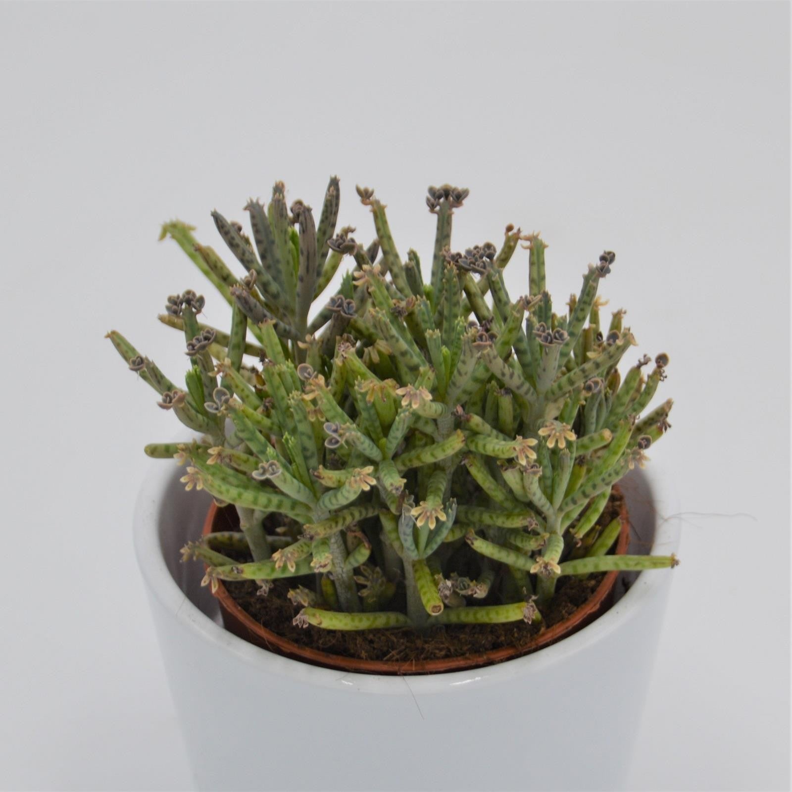 pasiora-kalanchoe-tubiflora-pulk-sukkulente-8-5cm image 2