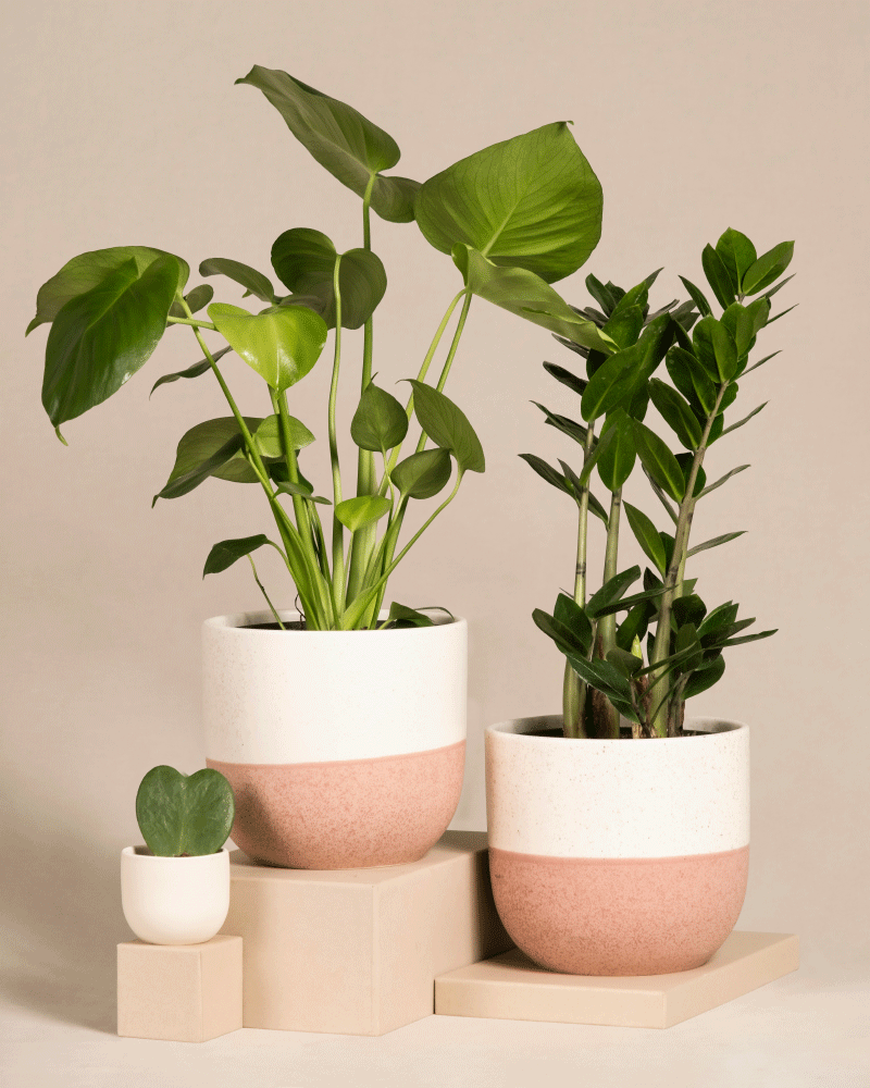 feey-trio-infernale-pflanzenset-monstera-deliciosa-gl-cksfeder-herzblatt image 4