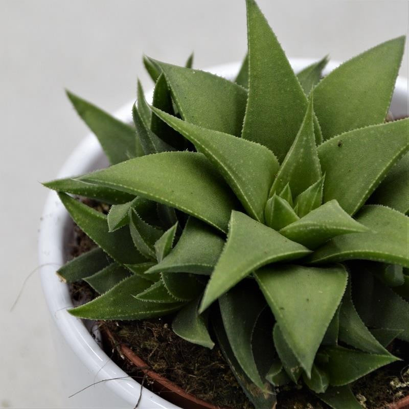 pasiora-haworthia-angustifolia-var-baylissii-sukkulente-8-5cm-topf image 1