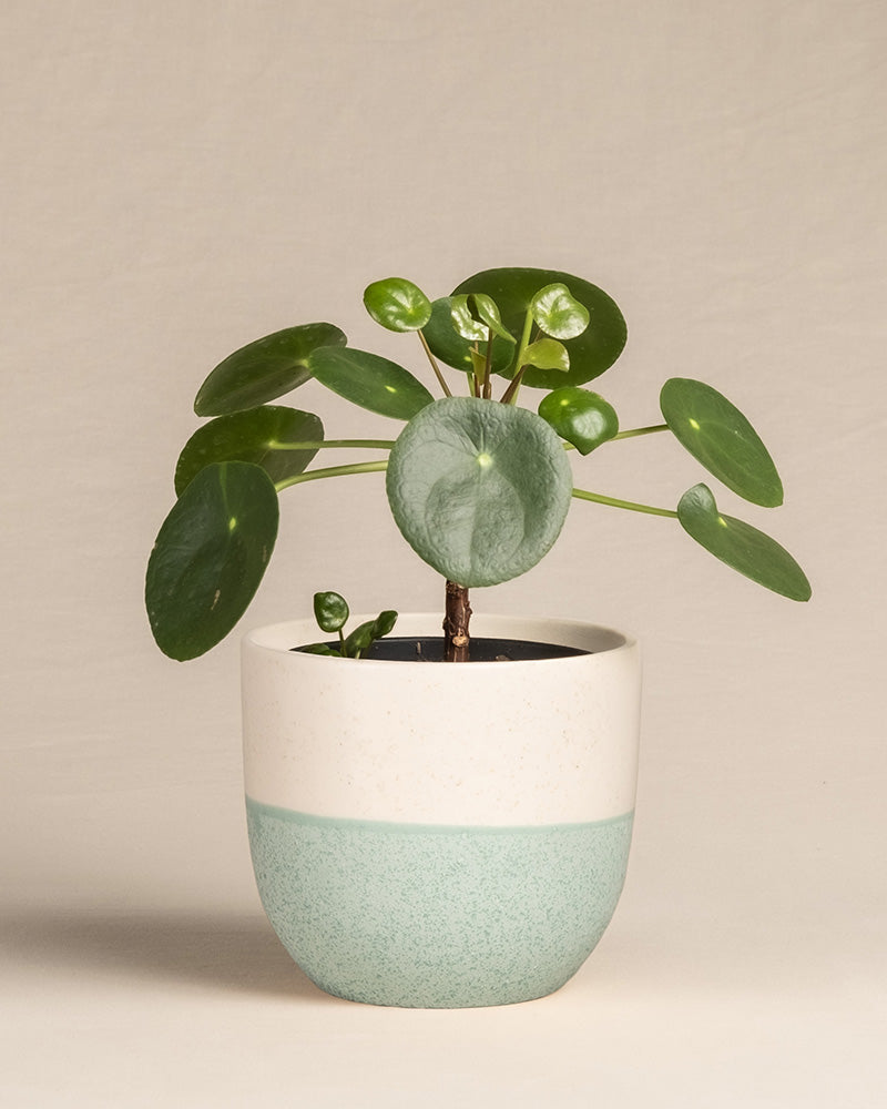 feey-ufopflanze-b-umchen-pilea-peperomioides-pancake-plant-klein image 5