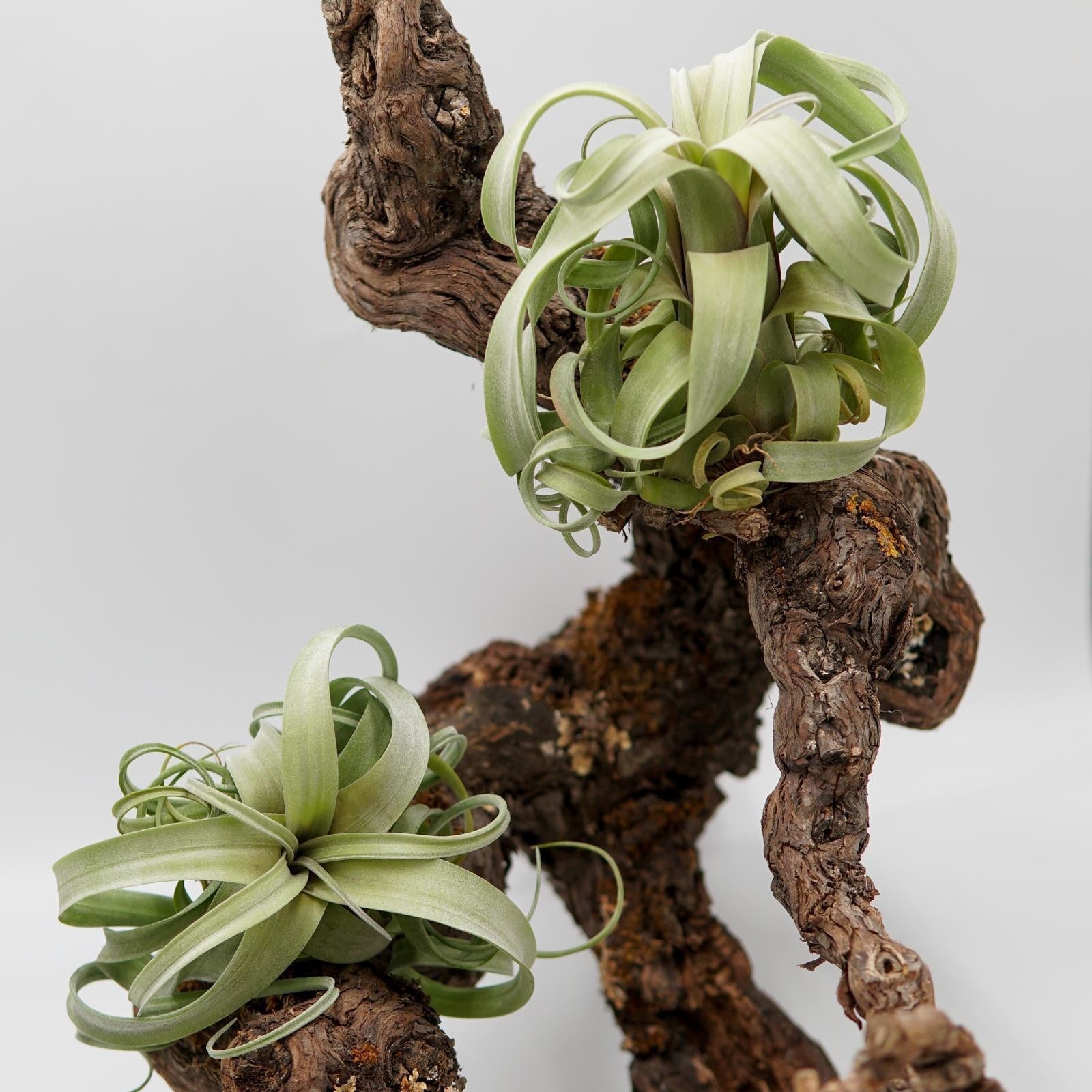 pasiora-tillandsia-curly-slim-luftpflanze-bromelie image 3