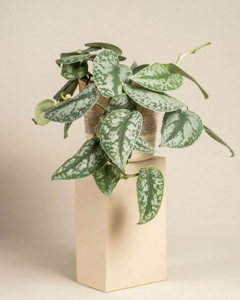 feey-gro-e-silbrige-efeutute-scindapsus-pictus-trebie-h-ngepflanze image 6