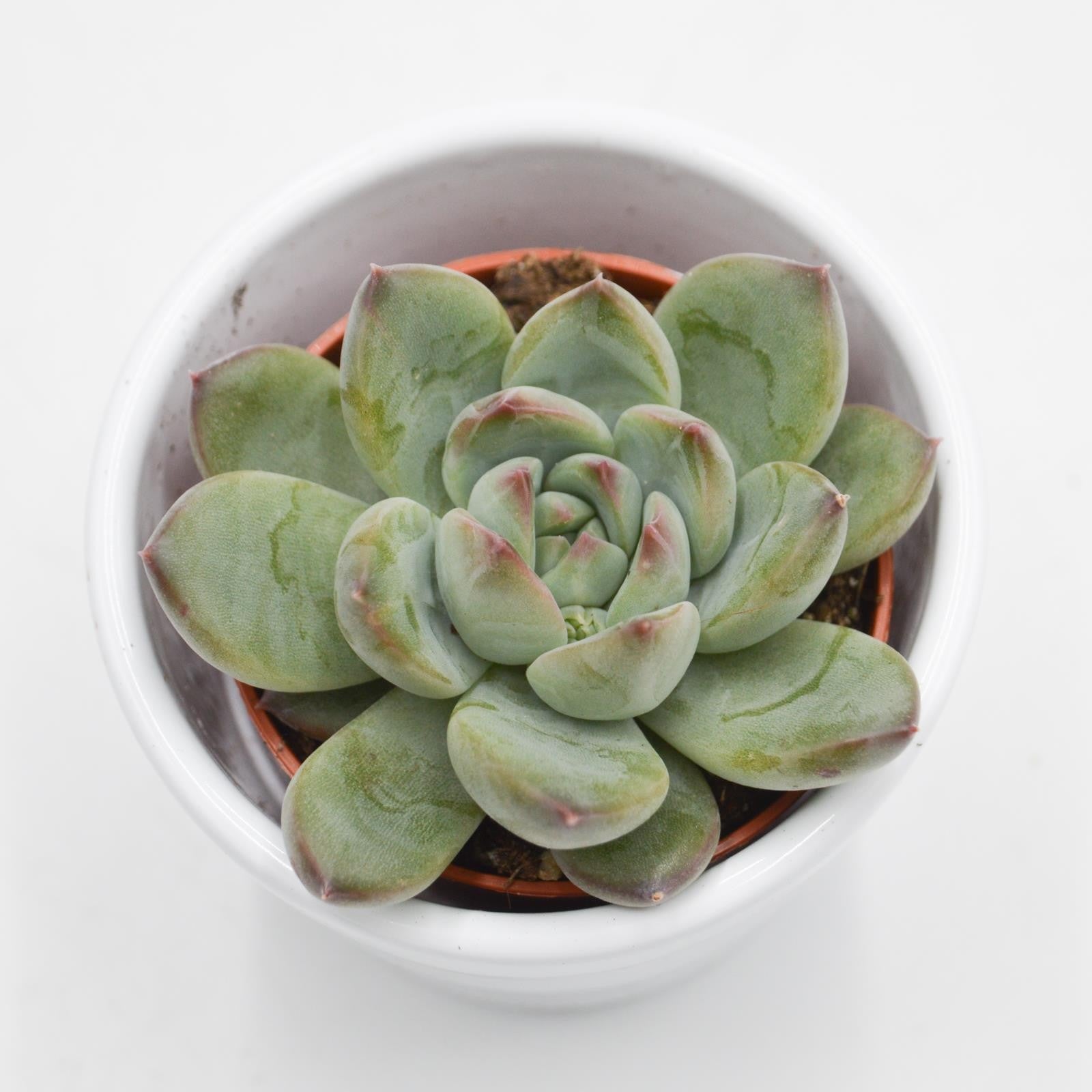 pasiora-echeveria-colorata-hybrid-sukkulente-5-5cm-topf image 1